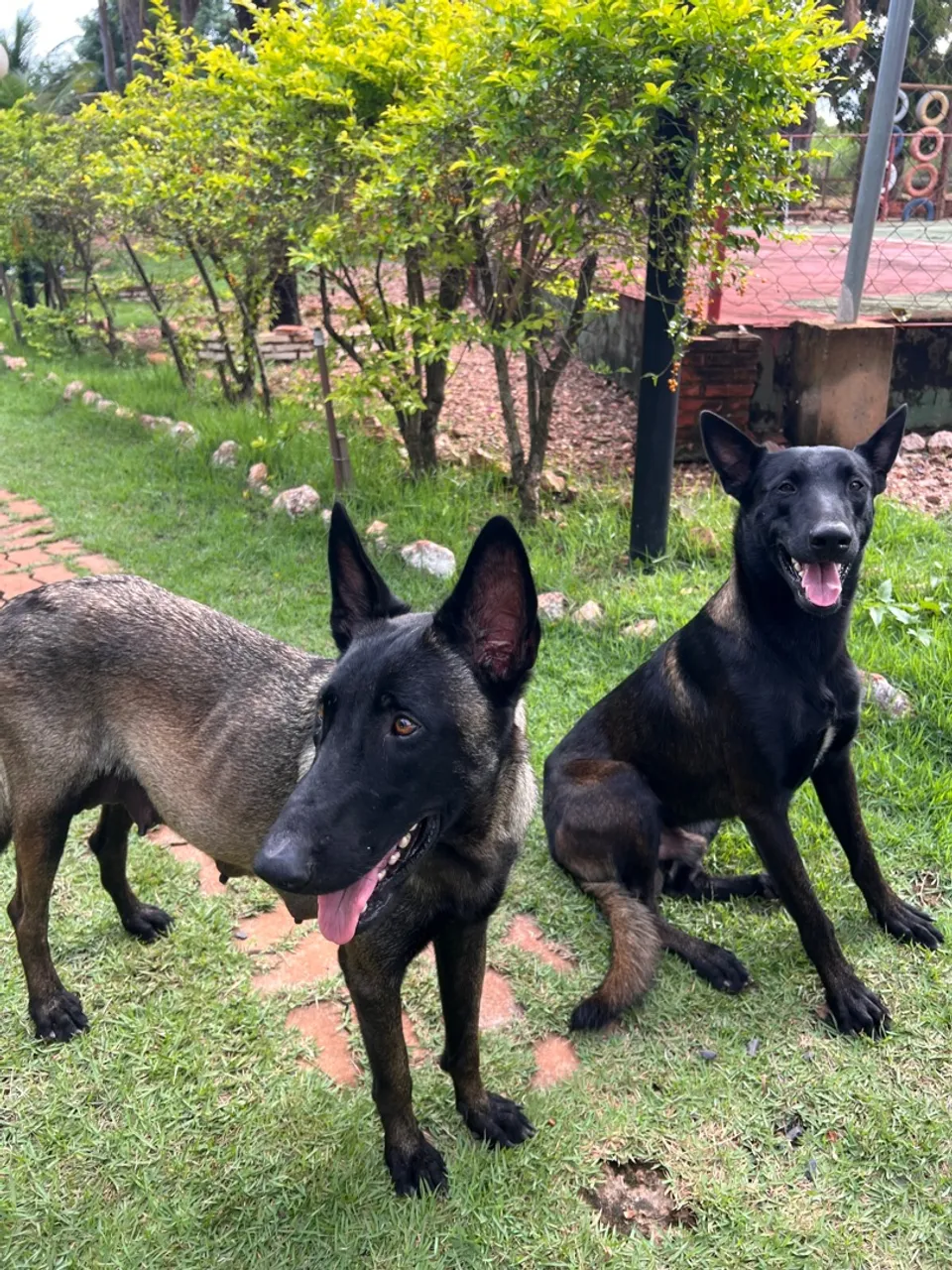 Pastor belga Malinois.