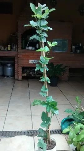 Vendo Mudas de Amora Negra - Guarulhos  - Foto 2