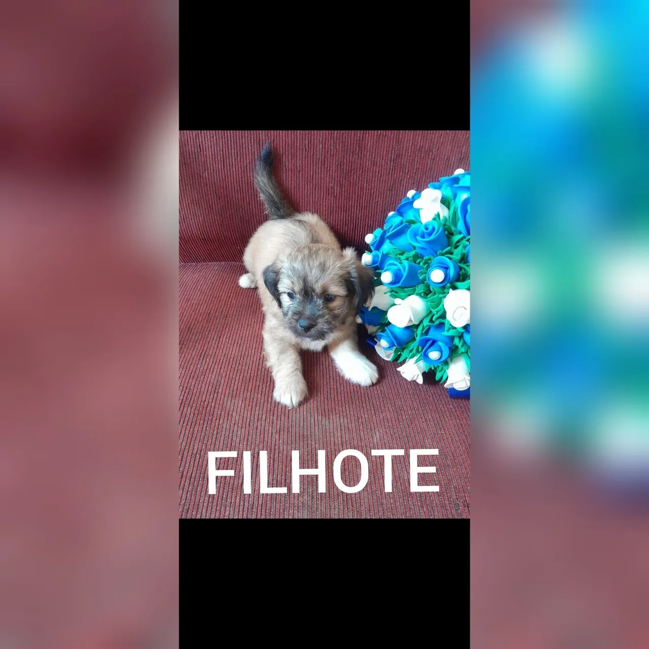 Filhote Shih Tzu misturado