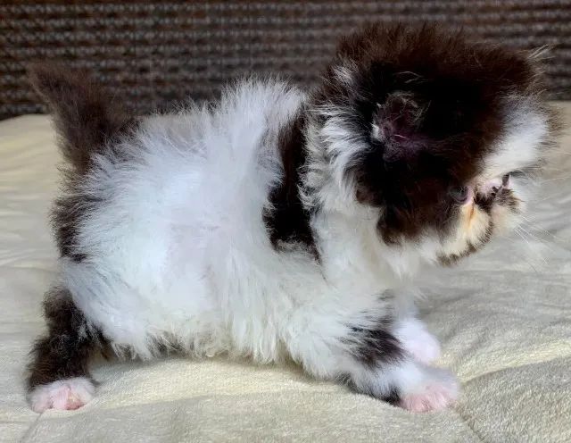 Show De Gata Persa filhote Feméa bicolor pelo longo extremada,C/37 Dia P/Reserva Linda - Foto 5