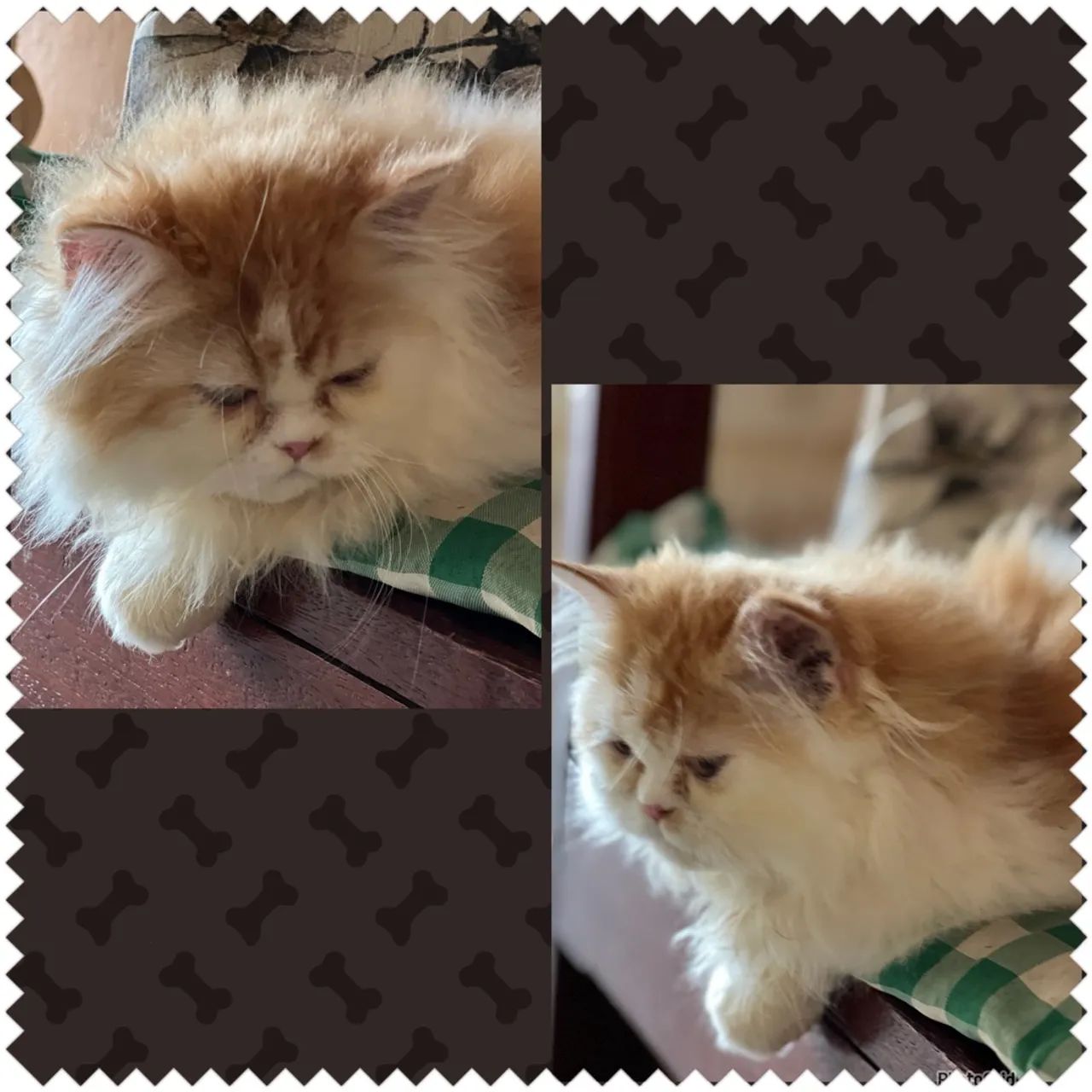  Gatinhos Persas Lindos 