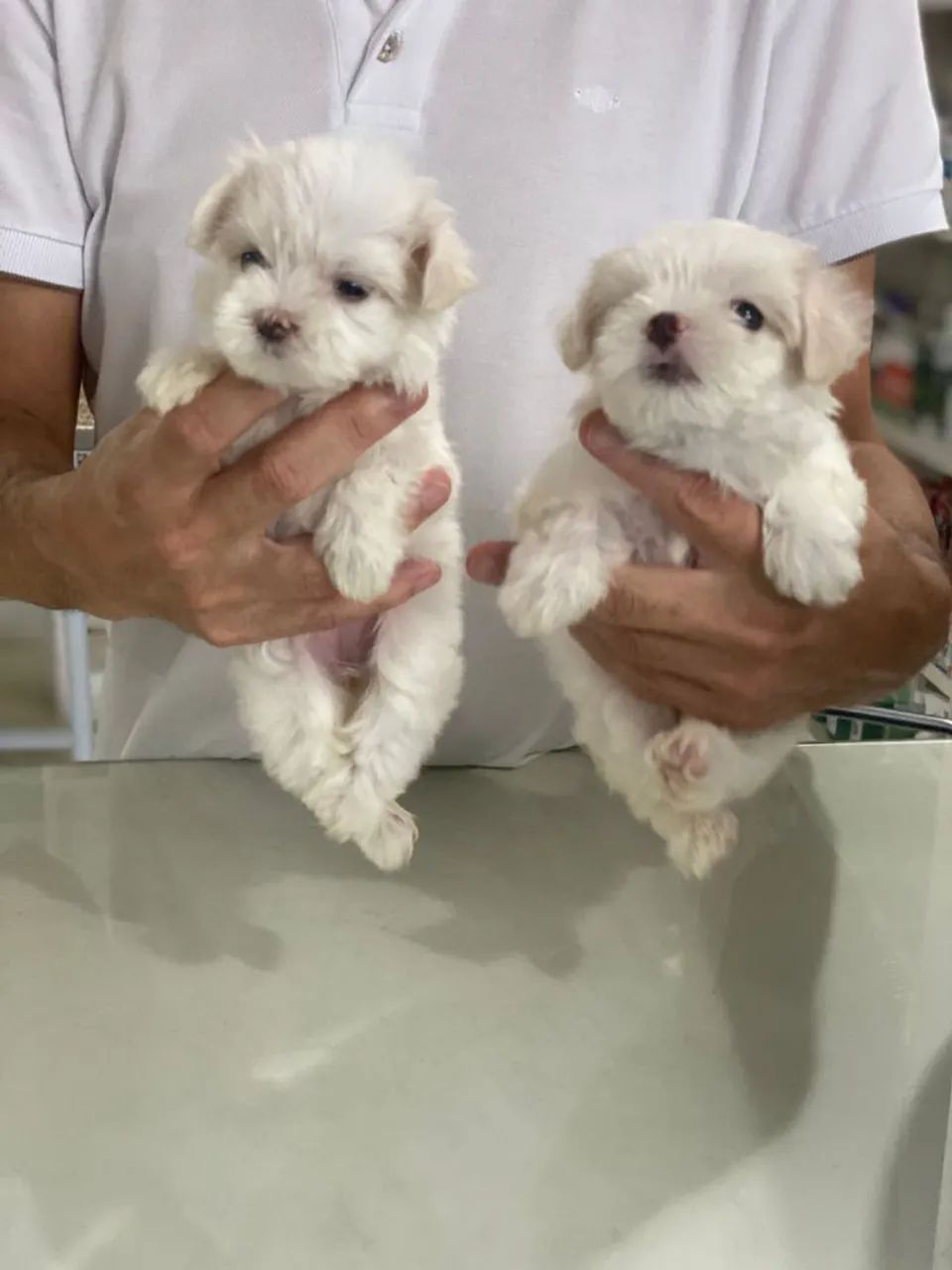 Espertos e fofinhos filhotes de Maltês  - Foto 3