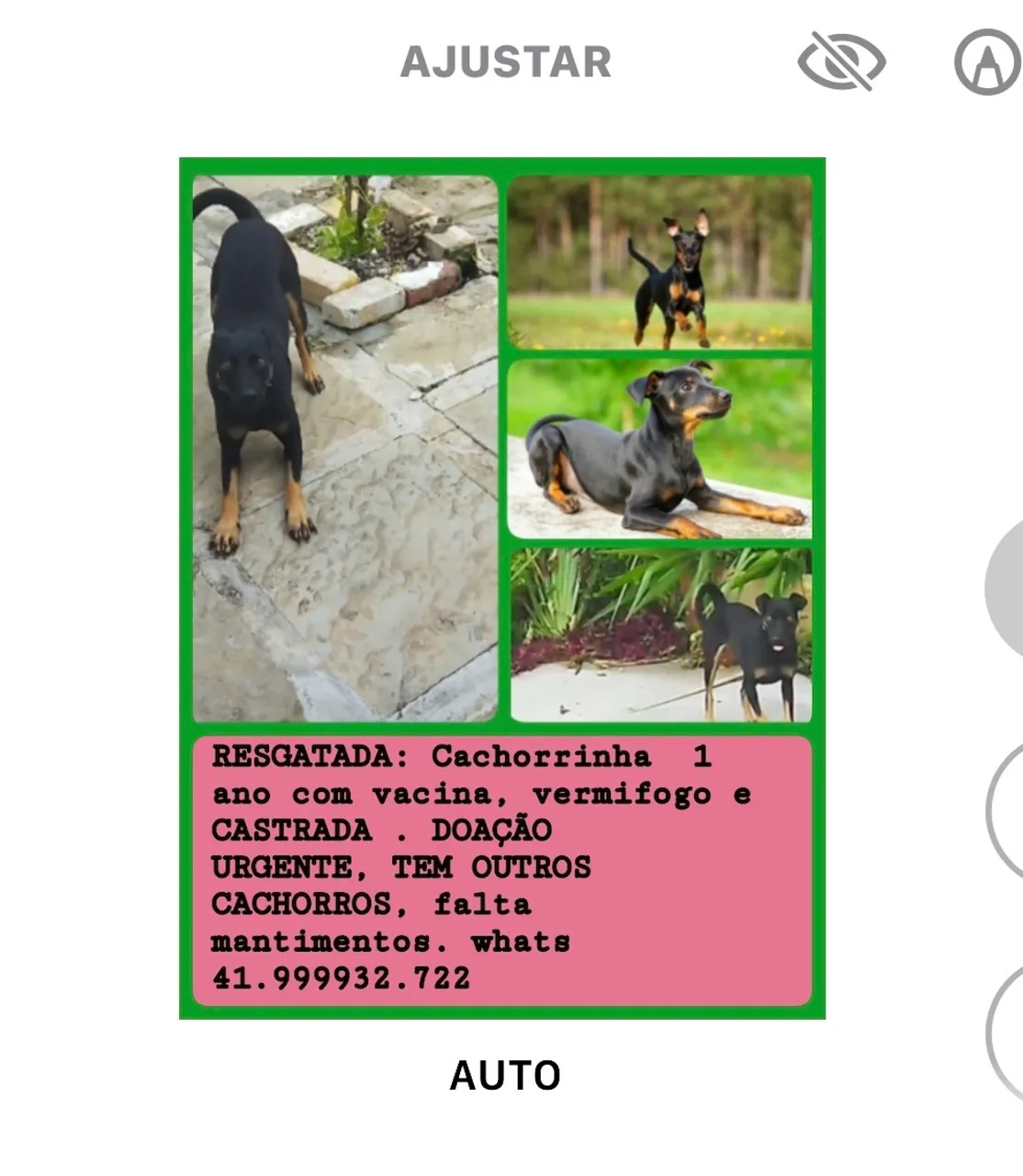 Cachorrinha Resgatada para Adoção Urgente!