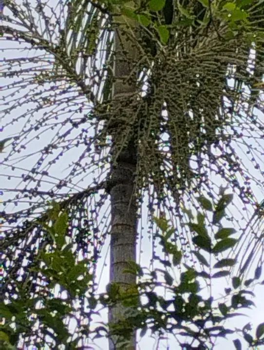 Pequena chácara em Peruíbe  - Foto 5