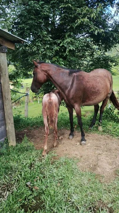 Égua mangalarga marchador - Foto 6