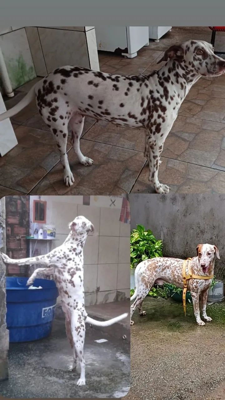 Filhote de dálmata  - Foto 2