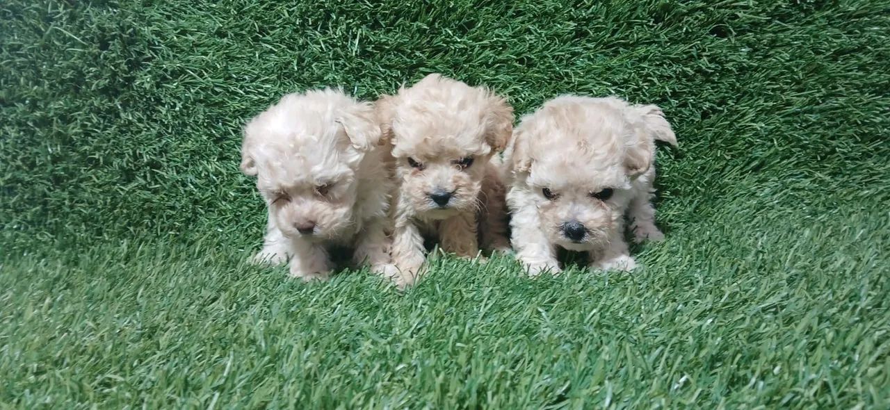 Poodle Toy Mini Branco 