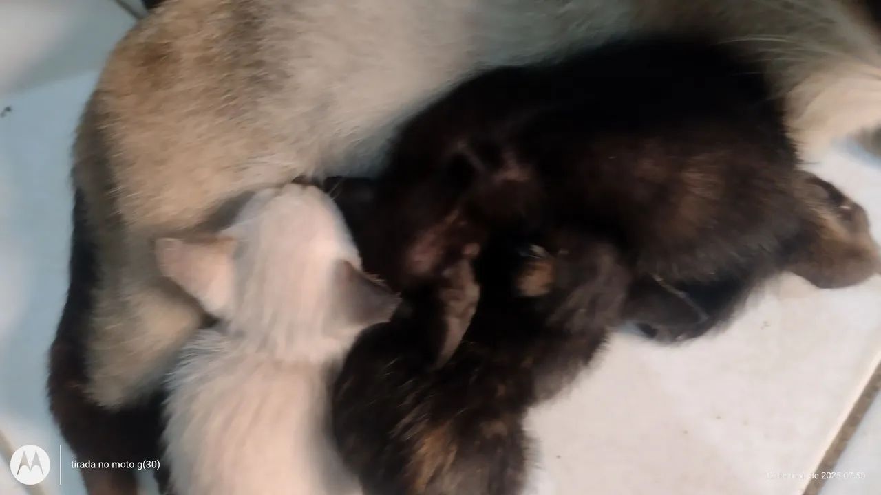 Gatinhos à procura de lar