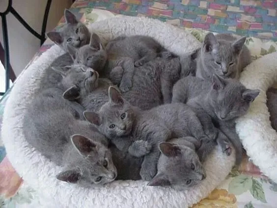 Russian Blue - tranquilos e companhia constante