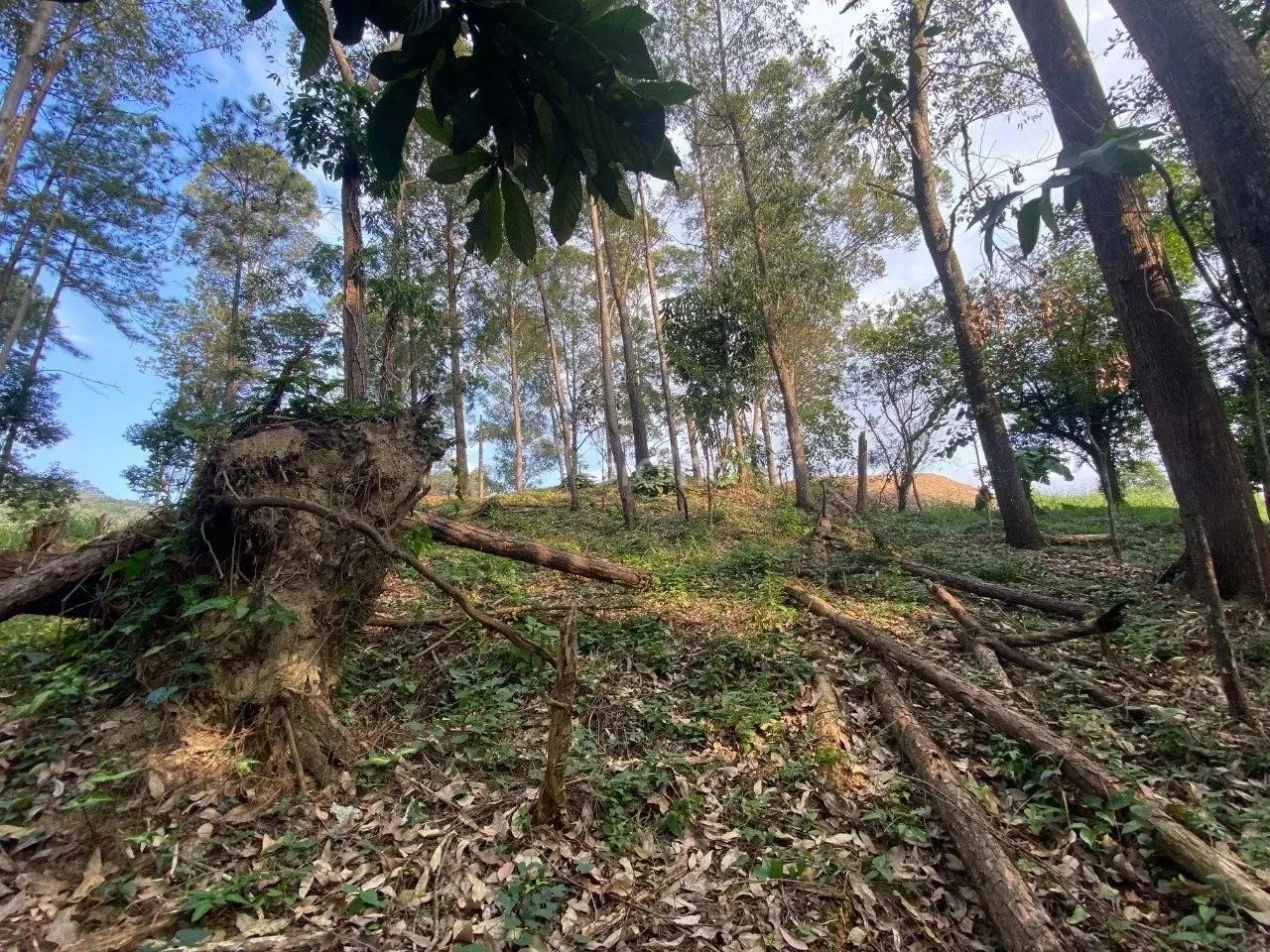 Terreno para Venda em Florianópolis, Pantanal - Foto 5