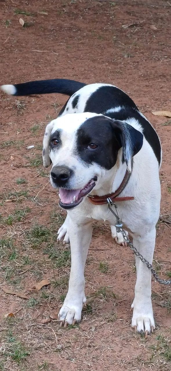 Cão adorável para adoção