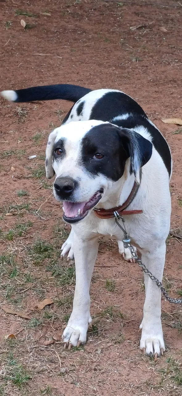 Cão adorável para adoção