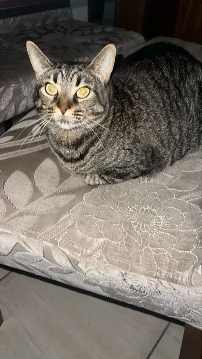 Doação de gata - Foto 3