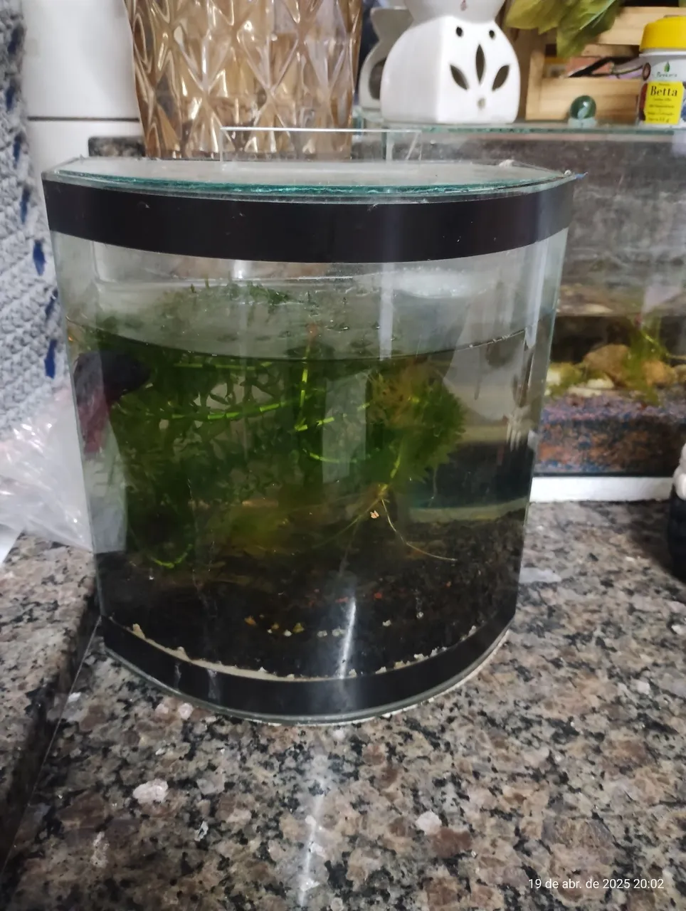Aquário curvo