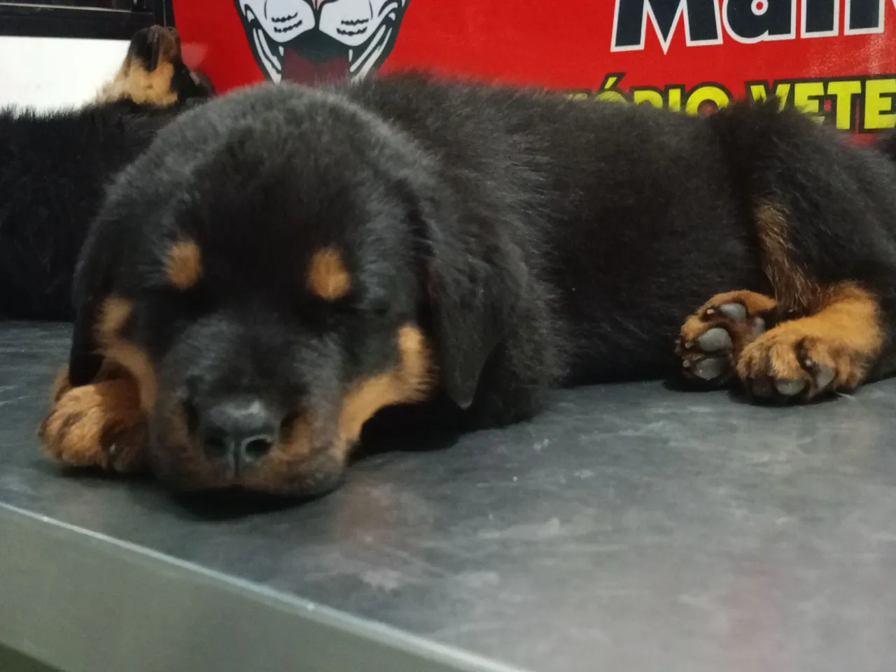 Filhote Rottweiler