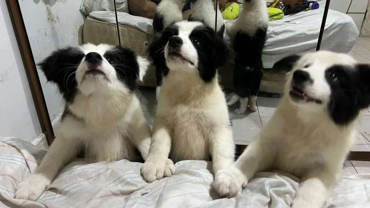 FILHOTES DE BORDER COLLIE DISPONÍVEIS - PUROS, SAUDÁVEIS E ENCANTADORES!