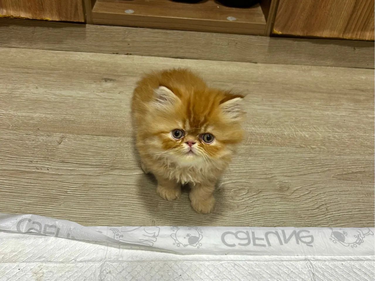 Vende-se gatas mini persas  - Foto 6