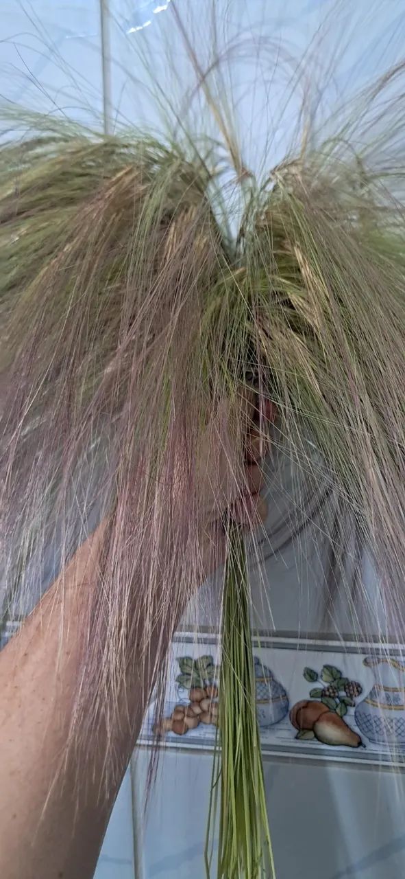 Capim tipo Rabo de Raposa seco decorativo 