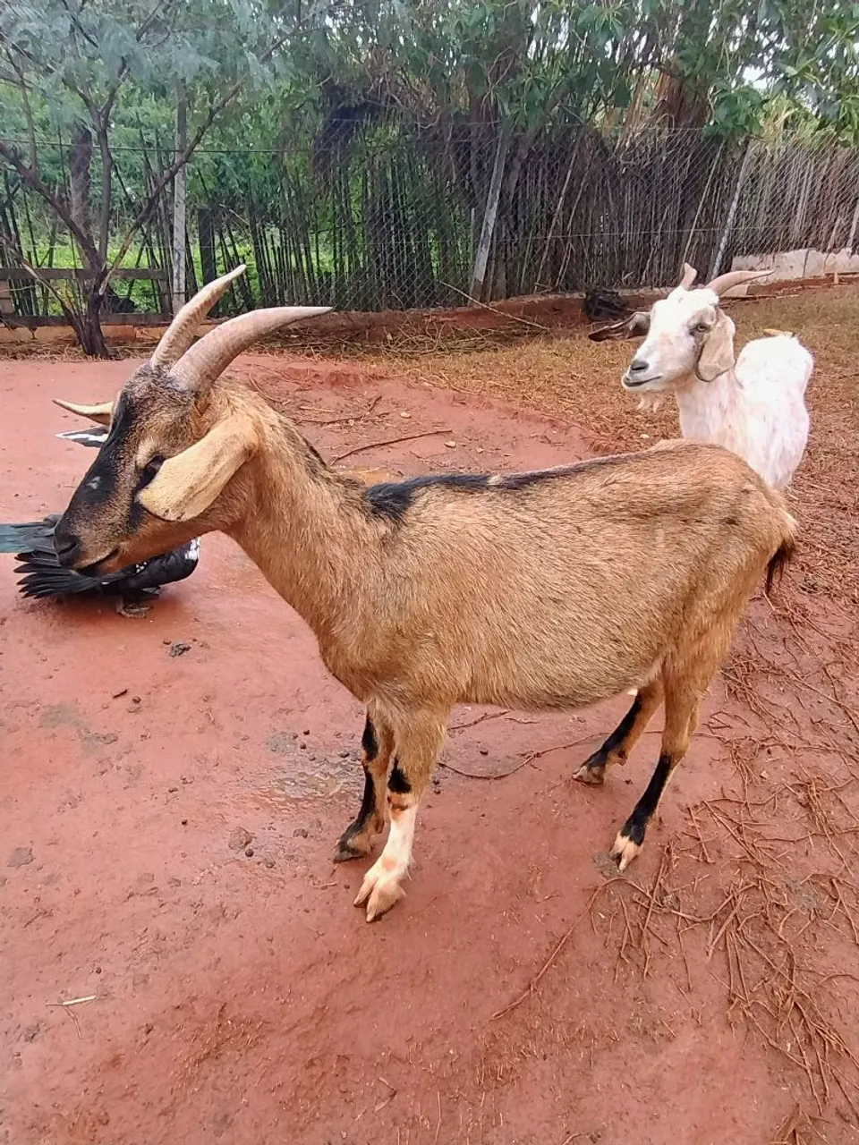 Vendo Cabras