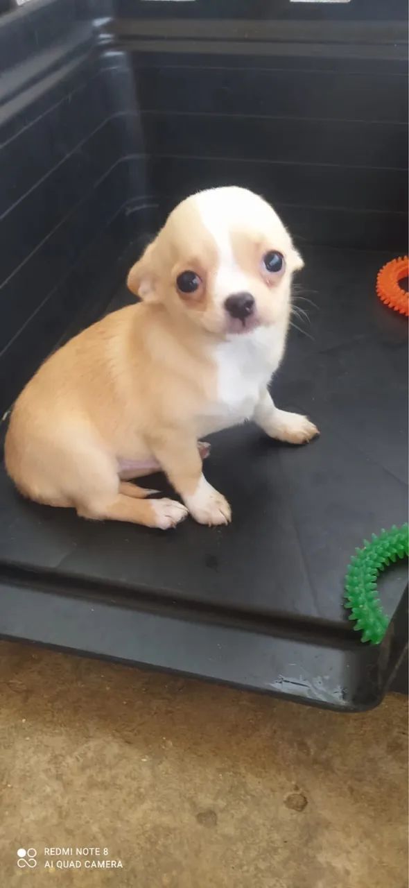 Chihuahua macho pelo curto