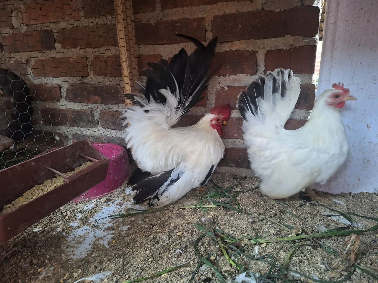 Ovos Garnizé Nagasaki - Foto 3