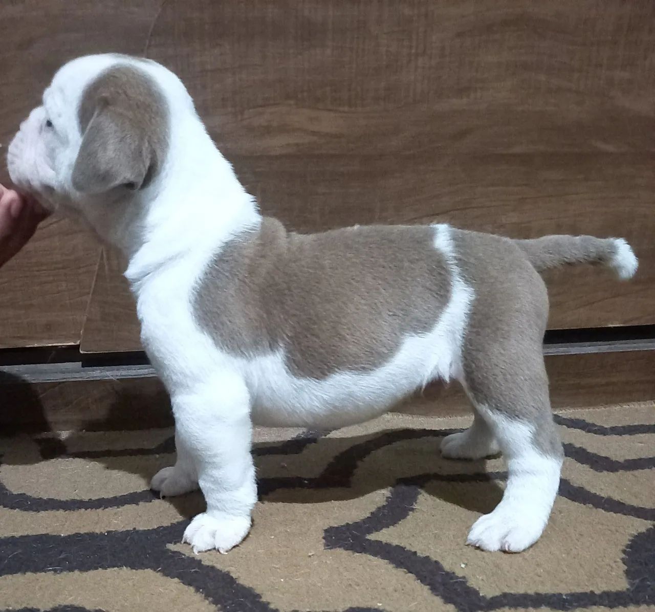 Vende-se filhotes de Olde Bulldog Inglês  - Foto 5
