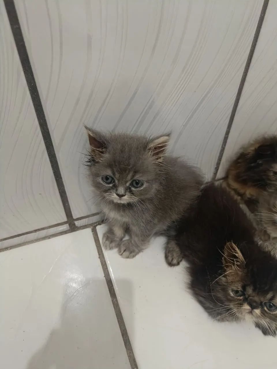 Filhotes de gato persa disponíveis  - Foto 3