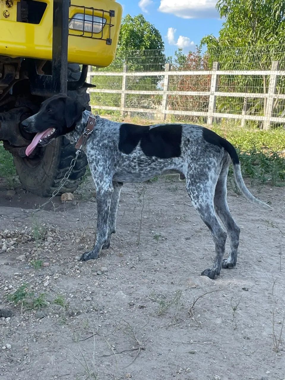 Filhote pointer inglês, vermifugados, vacinados, 8 meses - Foto 4
