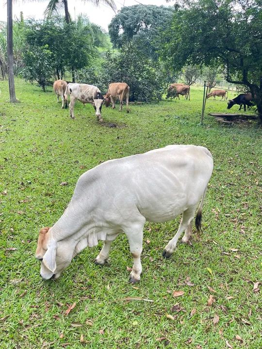 Mini vacas  - Foto 3