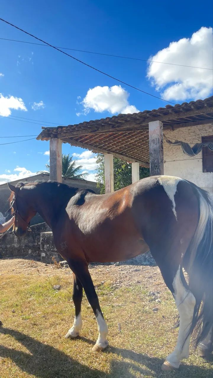 Cavalo pampo de castanho  - Foto 2