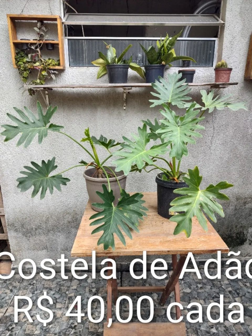 Plantas Diversas - Foto 5