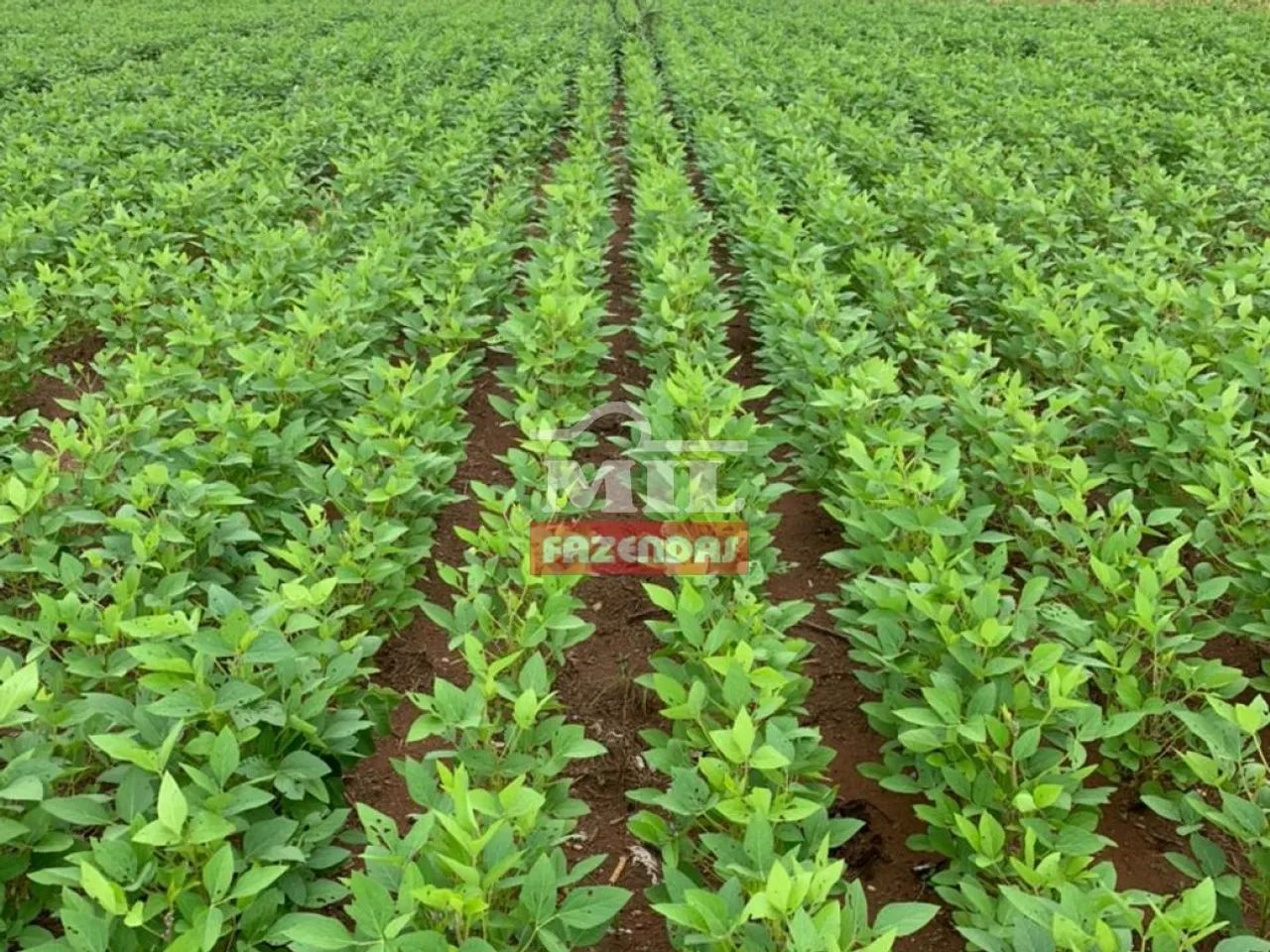 Fazenda Extra de 100 Alqueires (490 Hectares) em São Miguel do Araguaia - GO. - Foto 2