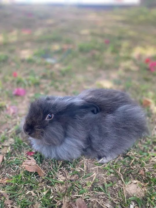 Coelho lion  - Foto 3