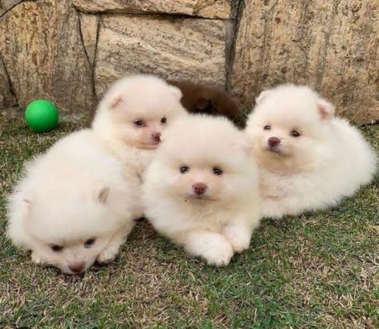 Spitz alemão anao lindos filhotes