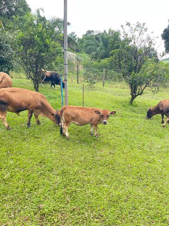 Mini vacas  - Foto 2