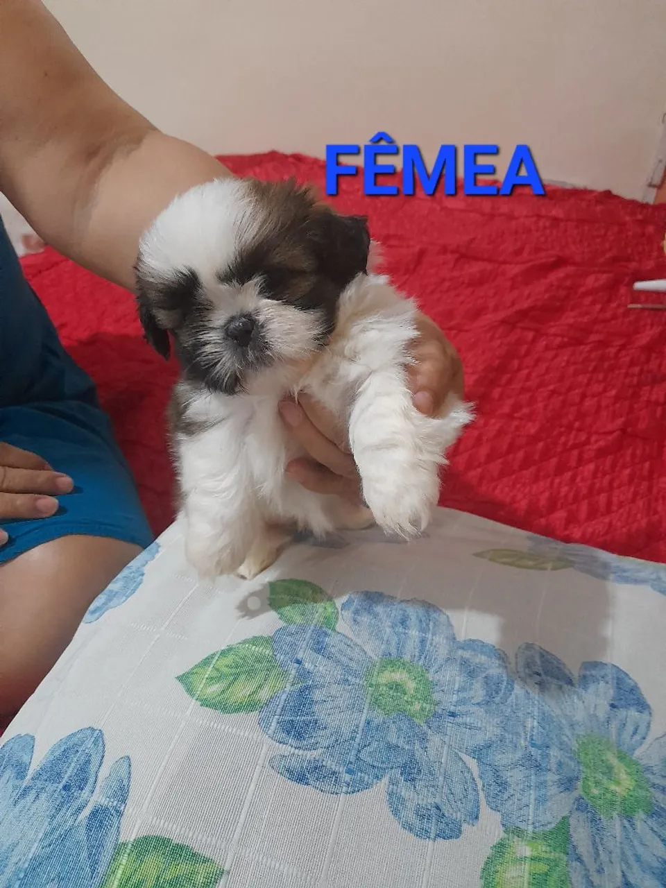 Filhote Shih Tzu Fêmea