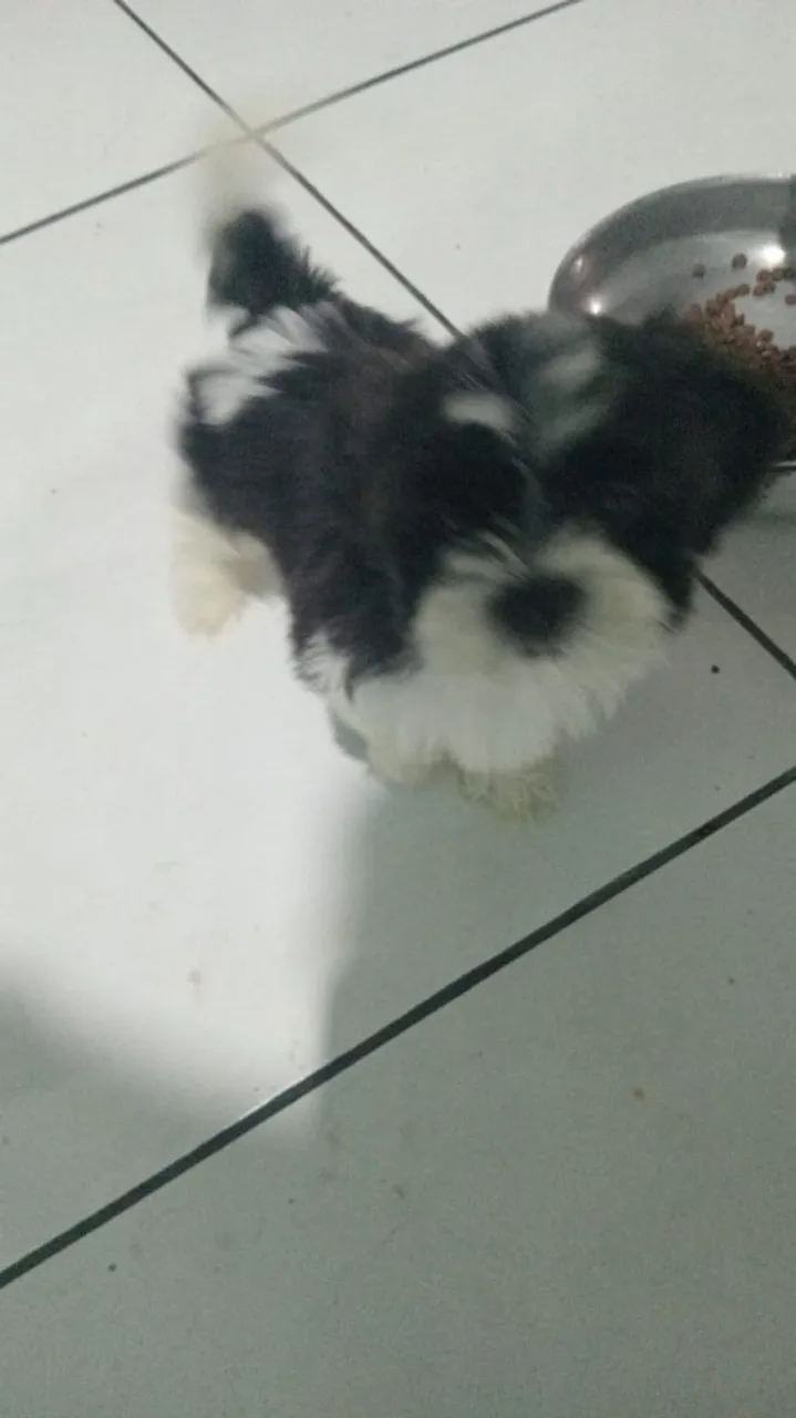 Filhote de Shih Tzu disponível para adoção!