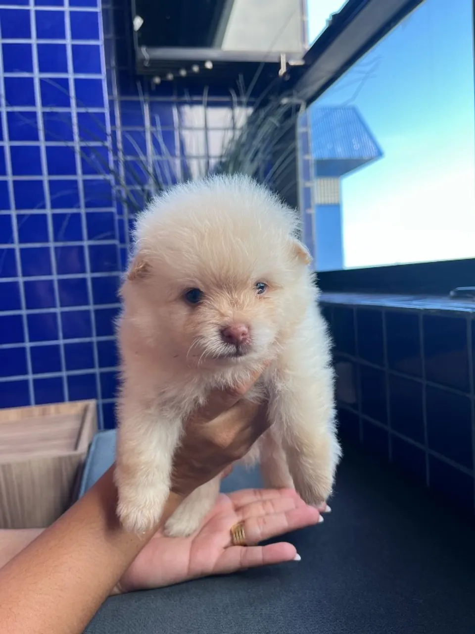 Filhotes spitz alemão pequeno 