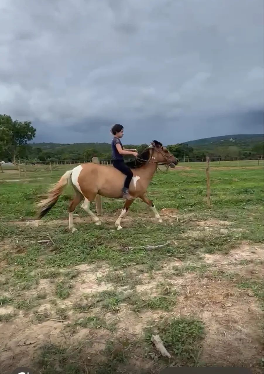 Vendo Égua pampa de 4 anos 