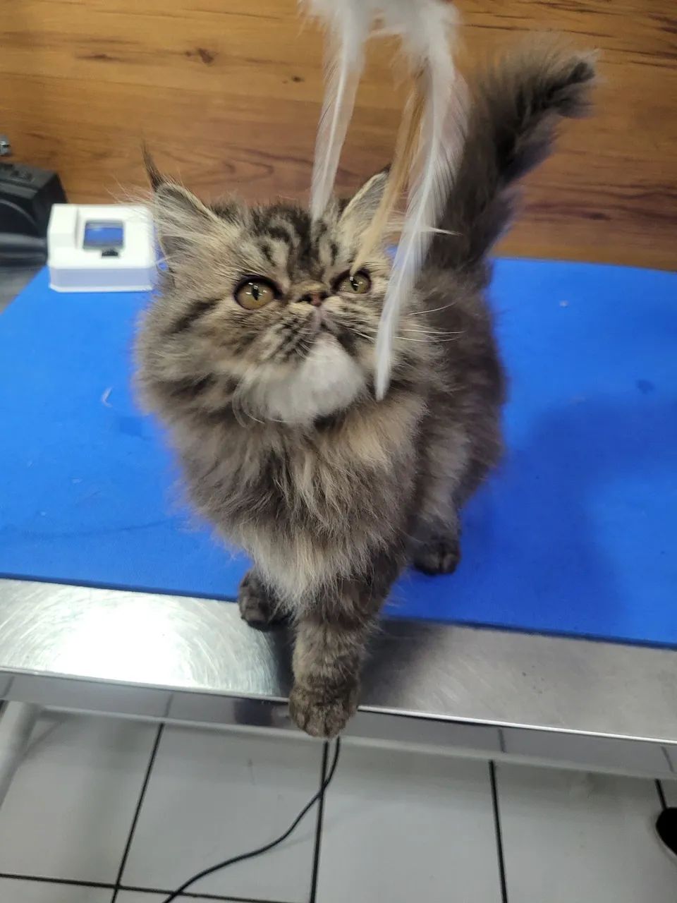 Persa femea filhote tigrada - Foto 6