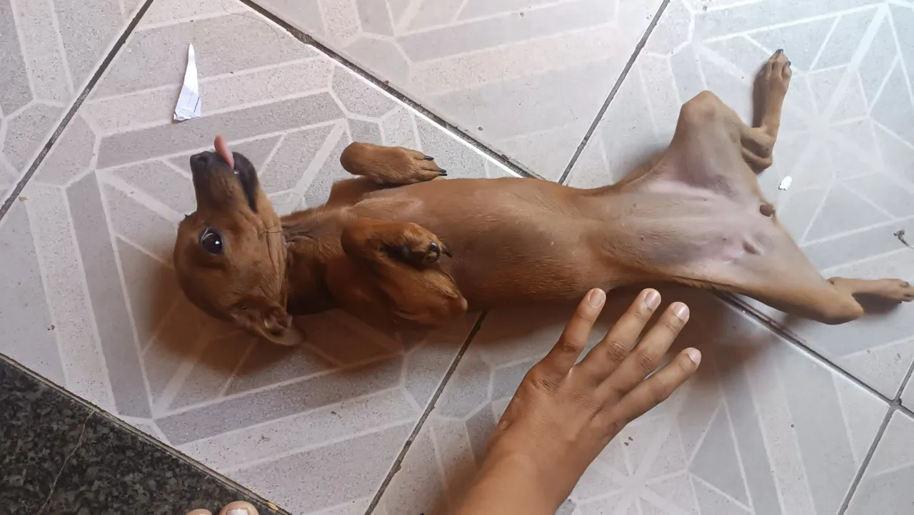 Pincher 
