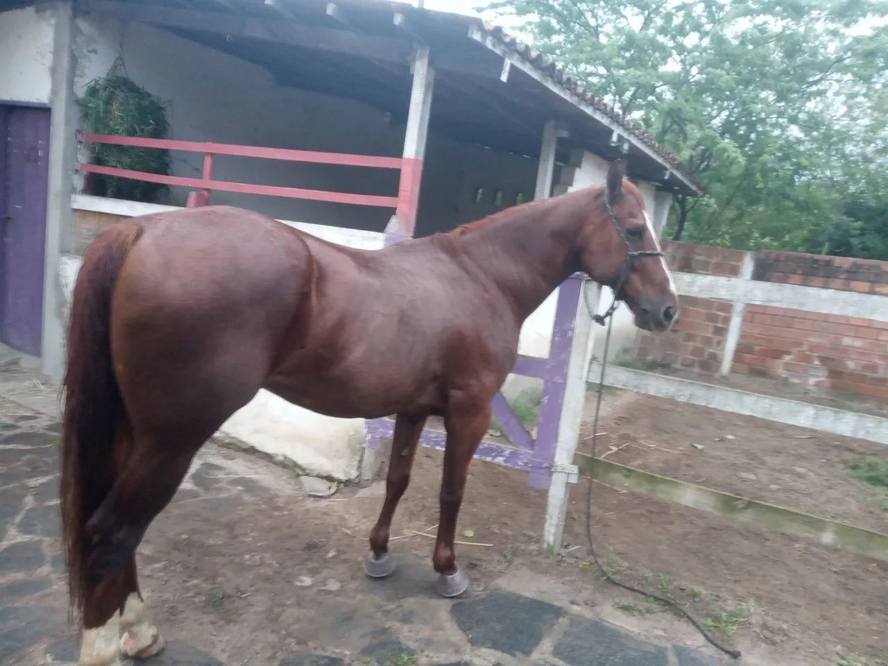 Cavalo de direita quarto de milha  - Foto 2