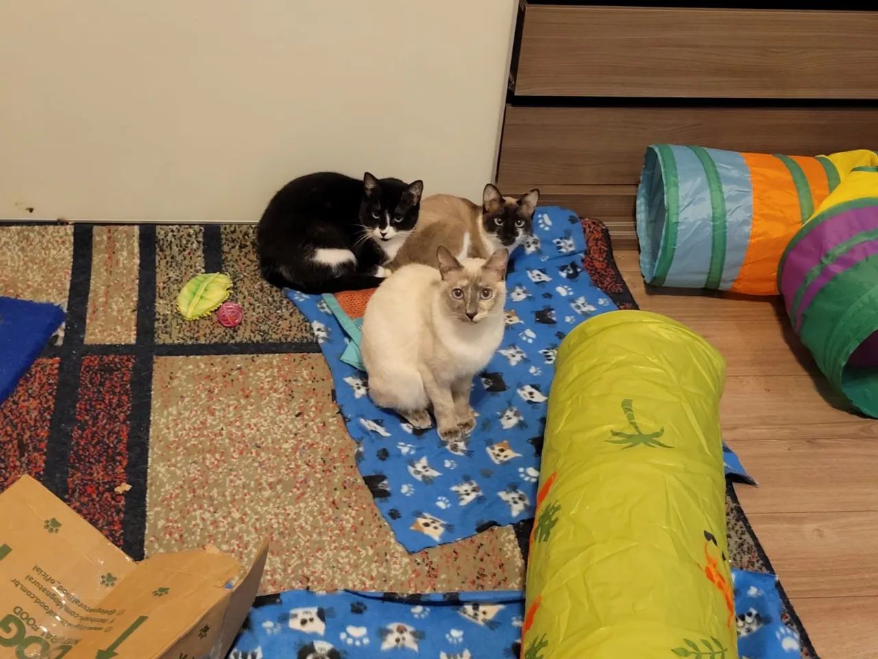 Gatos para adoção - São Paulo Zona Norte - Castrados e Vacinados - Foto 3