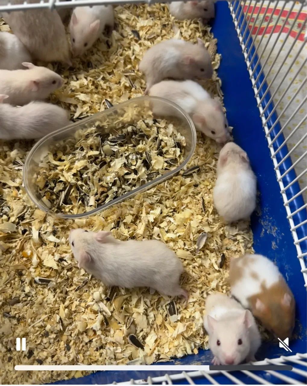 Hamster ? sírio  - Foto 3