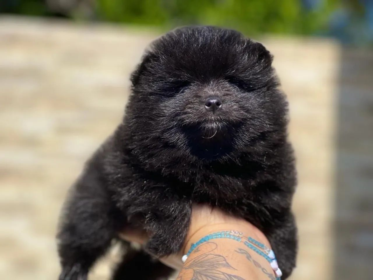 Lindos machinho de Spitz alemão com pedigree e microchip  - Foto 2
