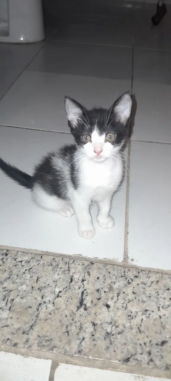Gatinho fofo para adoção
