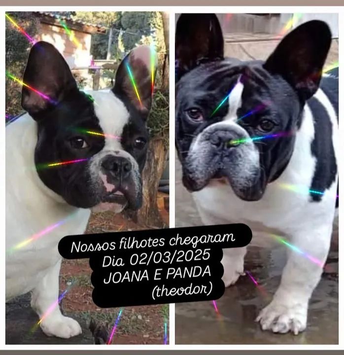 Filhotes de Bulldog Francês