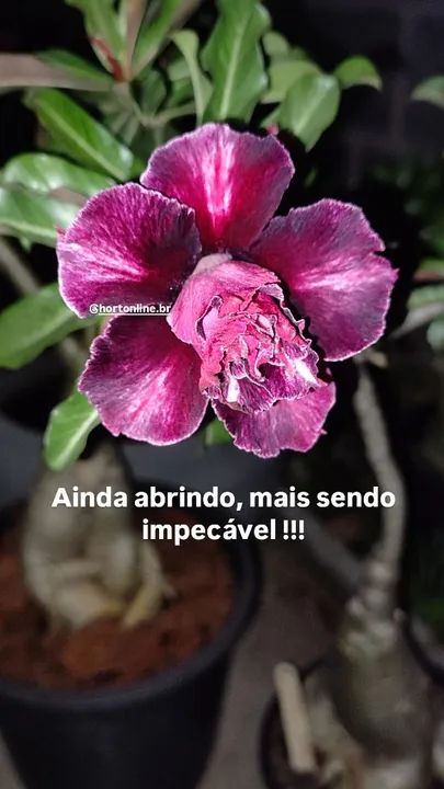 Rosas do deserto - cores exóticas e diferenciadas  - Foto 4