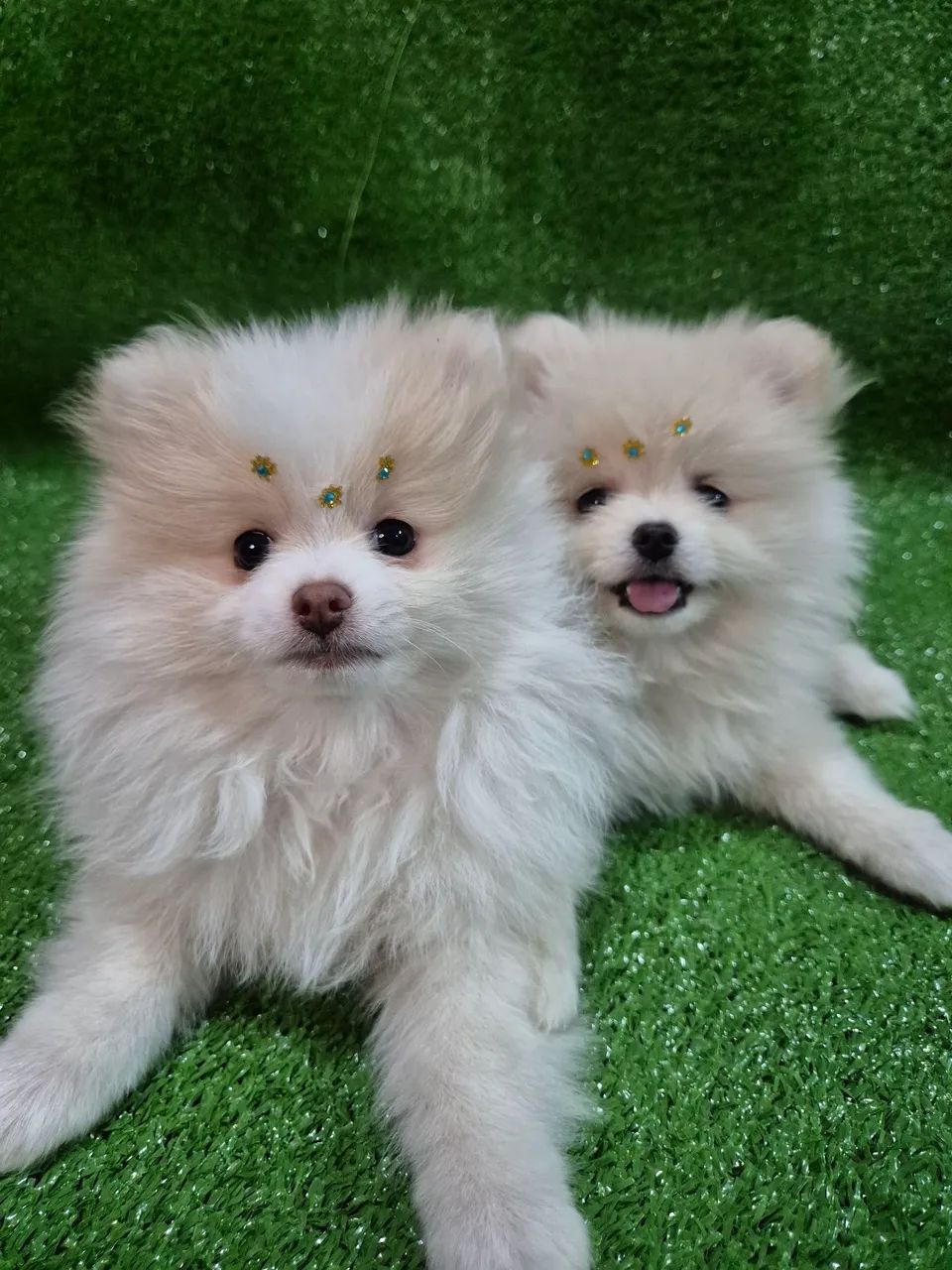 Filhotes de Spitiz Alemão 