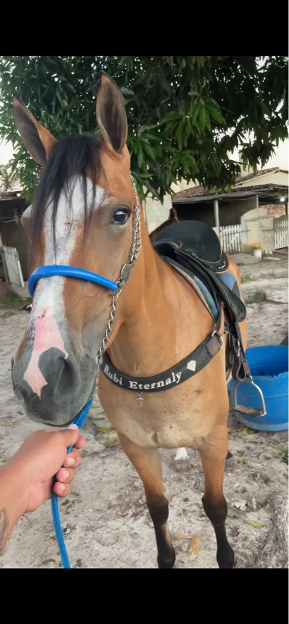 Porda de esteira arreio sobrando